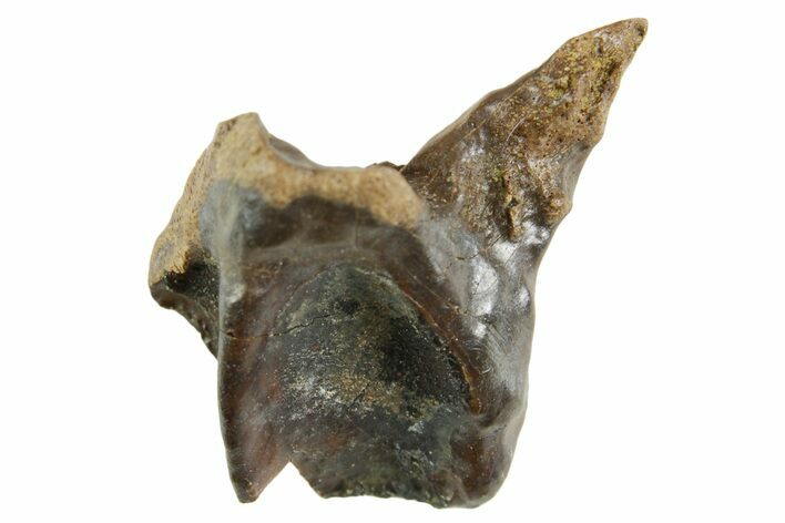 Fossil Triceratops Shed Tooth - Wyoming #364354